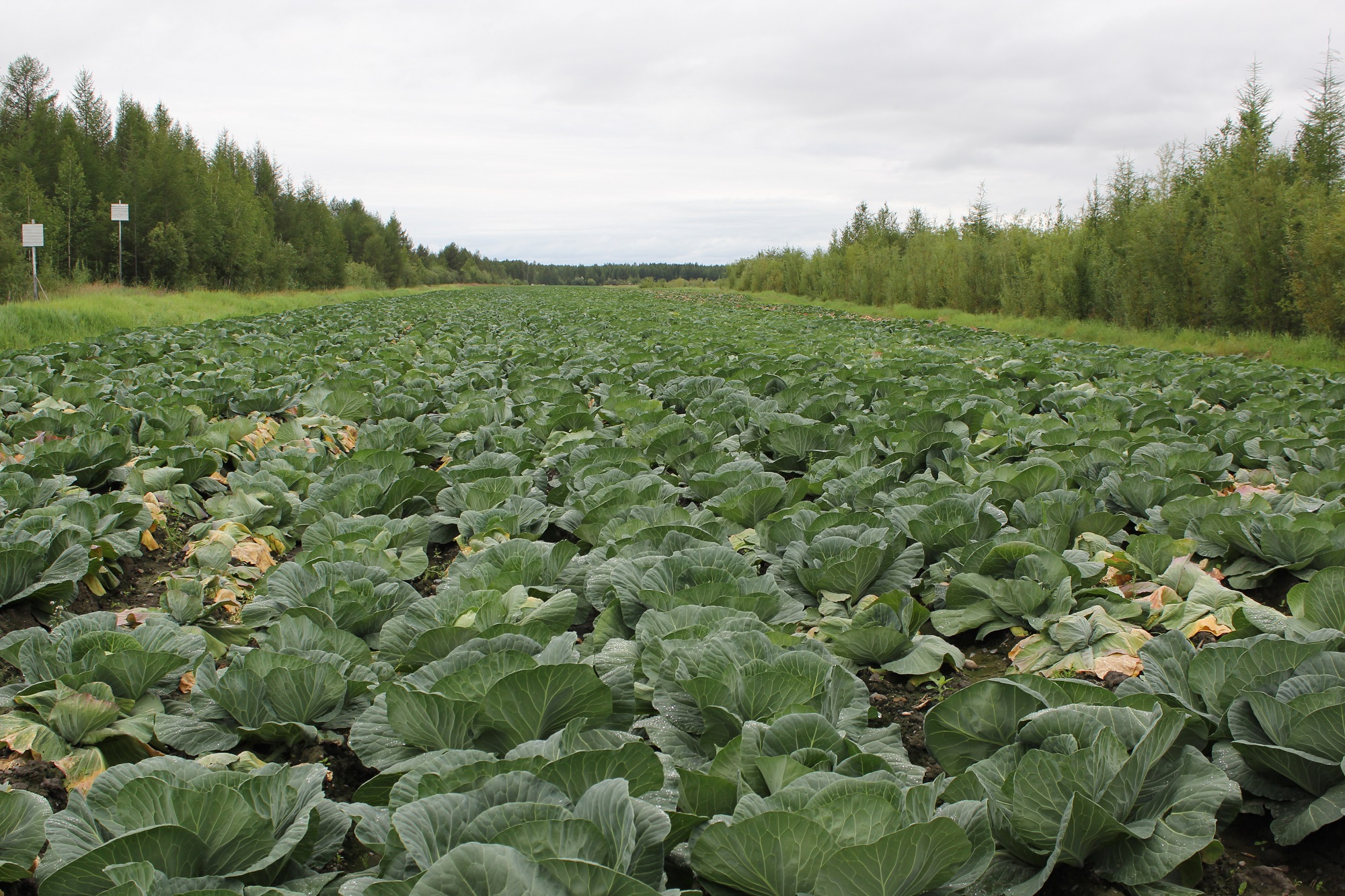 В Правительстве Российской Федерации утвердили программу развития сельского хозяйства в Магаданской области